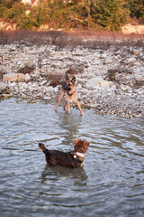 Dog games in fresh air in mountain river. Adult black and red German Shepherd dog plays in water with friend small brown puppy mongrel.