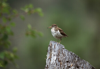 Spotted Sandpiper, Amerikaanse Oeverloper, Actitis macularius