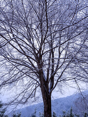 雪化粧した木