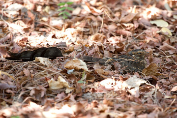 Viervleugelnachtzwaluw, Standard-winged Nightjar, Caprimulgus longipennis