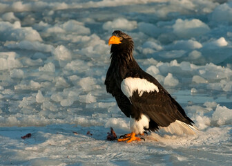 Steller-zeearend, Steller's Sea-eagle, Haliaeetus pelagicus