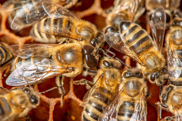 big drone bees (male honey bee) and bee workers - bee colony life................................................................................