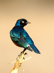 Superb Starling, Driekleurige Glansspreeuw, Lamprotornis superbus