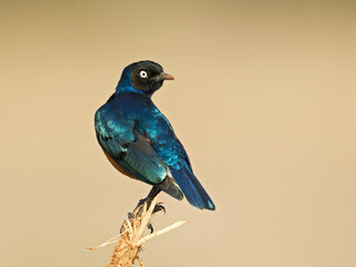 Superb Starling, Driekleurige Glansspreeuw, Lamprotornis superbus