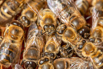 big drone bees (male honey bee) and bee workers - bee colony life