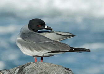 Swallow-tailed Gull, Zwaluwstaartmeeuw, Creagrus furcatus