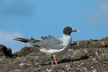 Fototapeta premium Swallow-tailed Gull, Zwaluwstaartmeeuw, Creagrus furcatus