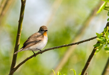 Taigavliegenvanger, Taiga Flycatcher, Ficedula albicilla