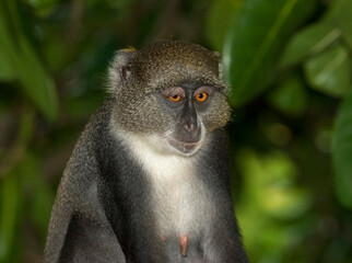 Witkeelmeerkat, Sykes' monkey, Cercopithecus albogularis