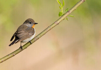 Taigavliegenvanger, Taiga Flycatcher, Ficedula albicilla