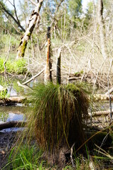 Tote Bäume im Brackwasser