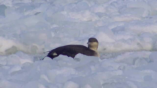 Black-throated loon (Gavia arctica), a bird freezes on floating ice in the freezing Black Sea, Ukraine