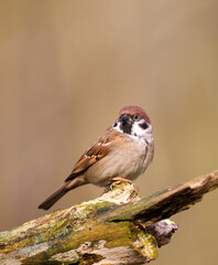 Ringmus, Eurasian Tree Sparrow, Passer montanus