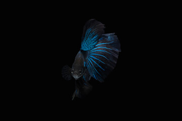 Front view angle of Black Blue Mamba Avatar halfmoon betta splendens / siamese fighting fish isolated on black color background. Image photo