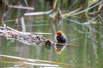 One nestling fulica atra bird swims in a pond next to a tree log. Green reeds are reflected in the water.