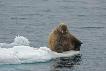 Walrus, Walrus, Odobenus rosmarus,