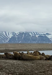 Fotobehang Walrus, Walrus, Odobenus rosmarus, © AGAMI