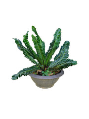 Lasanga fern, Cobra fern (Asplenium nidus cultivar) in a clay pot isolated on white background.