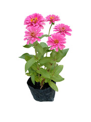 Pink zinnia flower, Early zinnia (Zinnia violacea Cav.) in black plastic bag  isolated on white background.