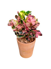 Codiaeum variegatum,  in pot isolated on white background.Ornamental plants for garden decoration.