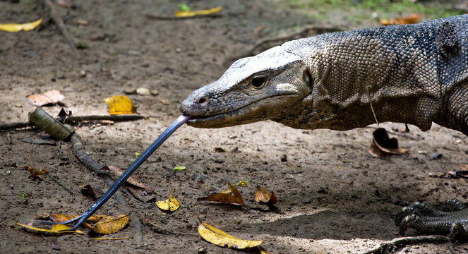 Watervaraan, Southeast Asian Water Monitor, Varanus salvator