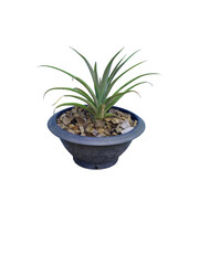 Bromeliad in a plastic pots isolated on white background.