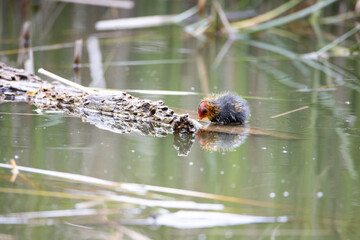 One nestling fulica atra bird swims in a pond next to a tree log. Green reeds are reflected in the water.