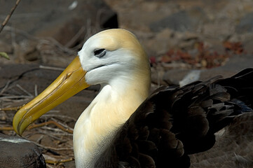 Waved Albatross, Galápagosalbatros, Phoebastria irrorata