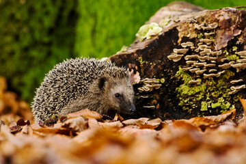 West Europese egel, West European Hedgehog, Erinaceus europaeus
