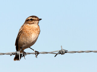 Paapje, Whinchat, Saxicola rubetra