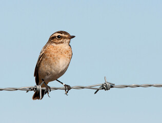 Paapje, Whinchat, Saxicola rubetra