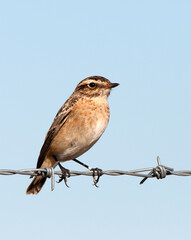 Paapje, Whinchat, Saxicola rubetra