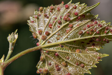 The reverse side of a grape leaf is completely affected by the galas of Grape phylloxera (Latin Dactylosphaera vitifoliae), close-up