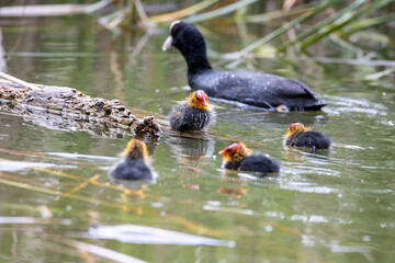 The fulica atra bird swims alongside its nestling in the pond. Green reeds are reflected in the water.