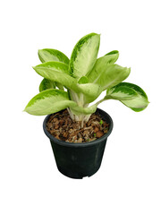 Dumb cane,(Dieffenbachia) in pots isolated on white background.(Popular ornamental plants for home decoration.)