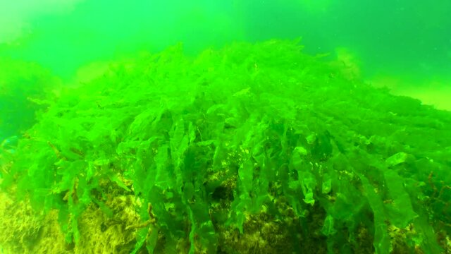 Algae of the Black Sea. Green algae on the rocks on the seabed. Underwater landscape. Black Sea