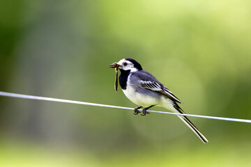 Witte Kwikstaart, White Wagtail, Motacilla alba
