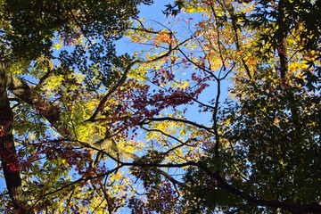 Obraz premium 紅葉