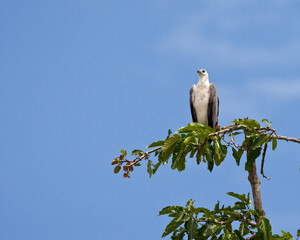 Witbuik-zeearend, White-bellied Fish-Eagle, Haliaeetus leucogaster