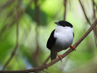 Goulds Manakin, White-bearded Manakin, Manacus manacus