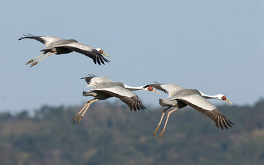 White-naped Crane, Witnekkraanvogel, Grus vipio