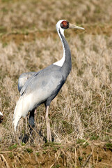 White-naped Crane, Witnekkraanvogel, Grus vipio