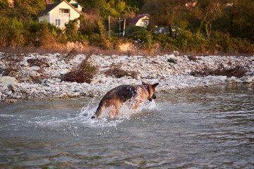 Fototapeta premium Active walk with pet dog in fresh air in nature. Black and red German Shepherd dog plays in water in cold quiet mountain river and enjoys life. Shepherd in water and splashes in different directions.