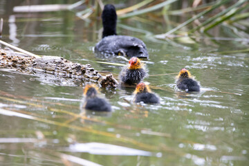 The fulica atra bird swims alongside its nestling in the pond. Green reeds are reflected in the...