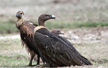 Bengaalse gier, Indian White-rumped Vulture, Gyps bengalensis