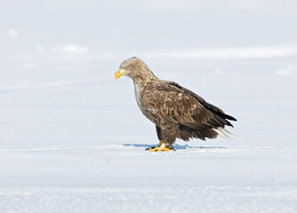 White-tailed Eagle, Zeearend, Haliaeetus albicilla