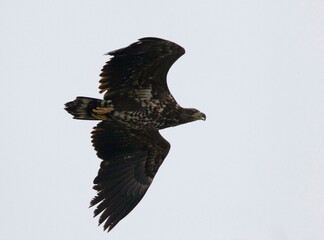 Zeearend, White-tailed Eagle, Haliaeetus albicilla