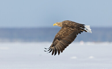 White-tailed Eagle, Zeearend, Haliaeetus albicilla