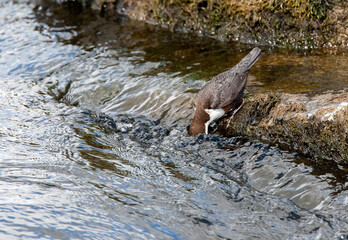 Waterspreeuw, White-throated Dipper, Cinclus cinclus