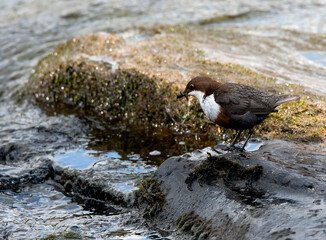 Waterspreeuw, White-throated Dipper, Cinclus cinclus